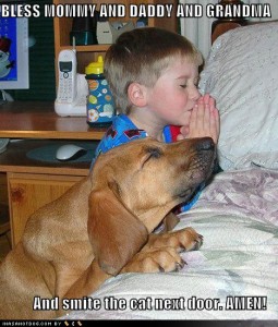 funny-dog-pictures-praying-dog-boy-bed